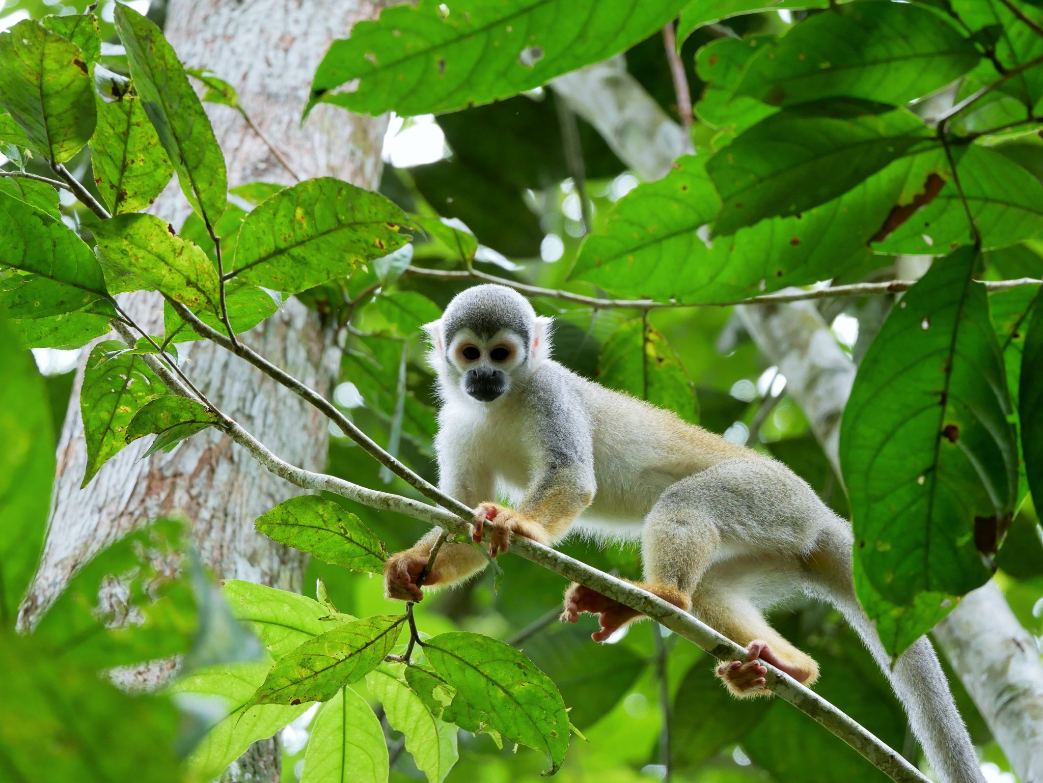 Suchipakari Amazon Eco Lodge A Unique All Day Adventure