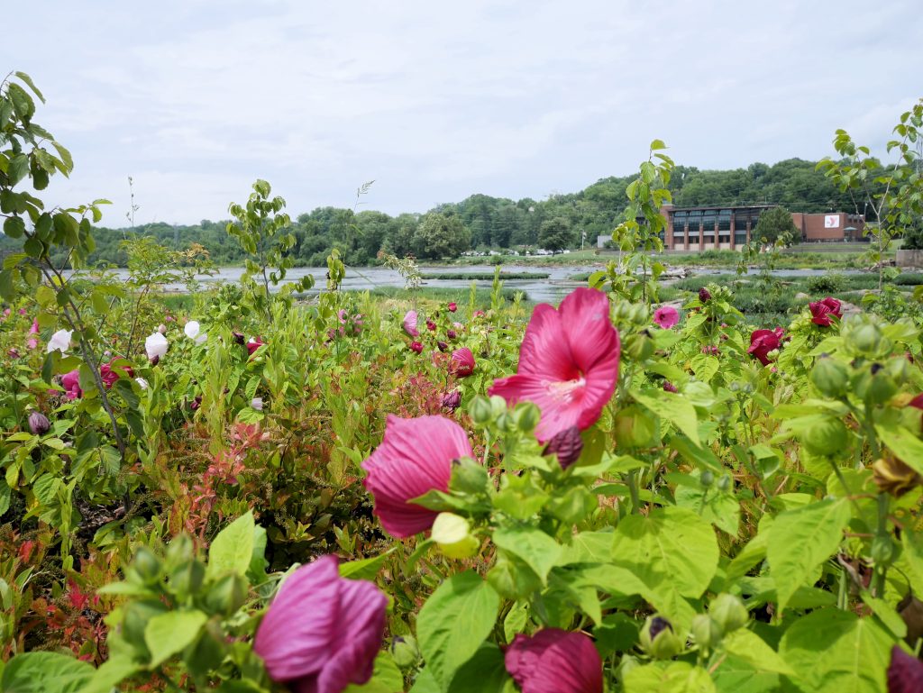 Riverfront Park flowers