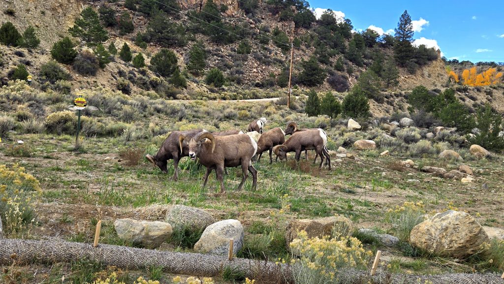 Bighorn sheep buena Vista Colorado