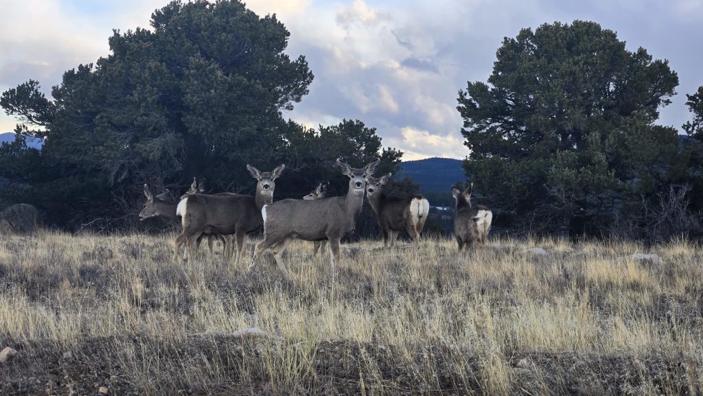 Deer by Mount Princeton