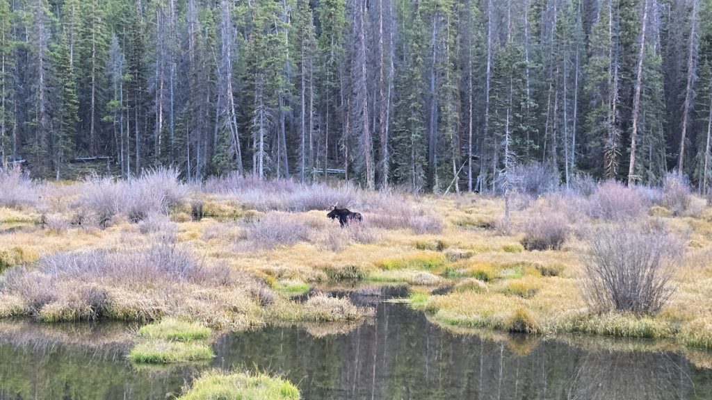 Moose near the Continental Divide