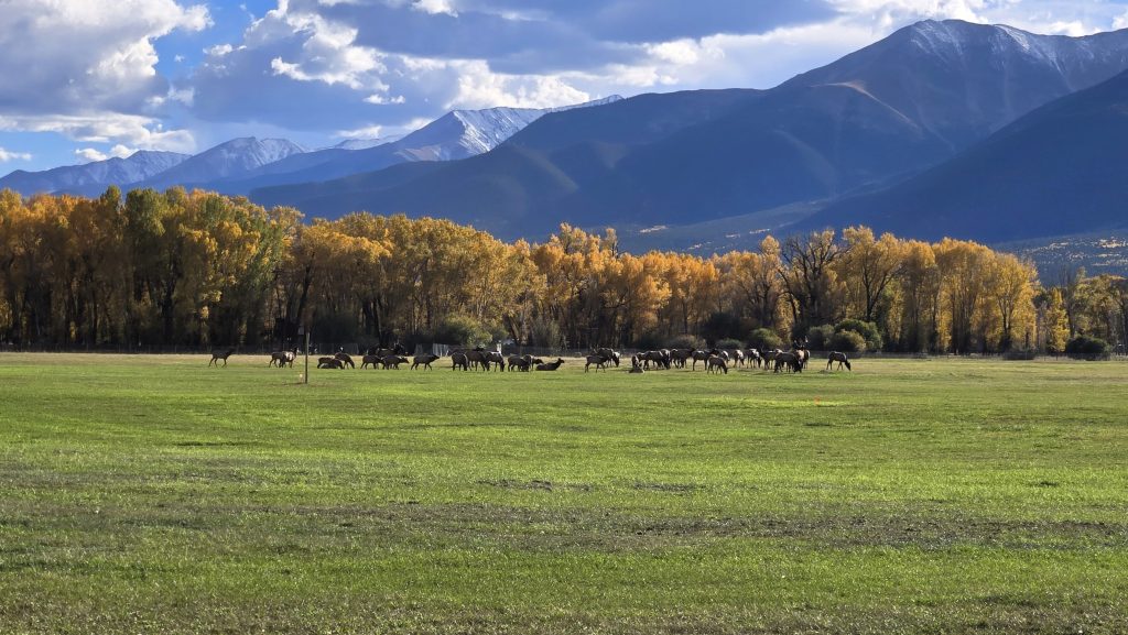 elk outside of Buena Vista